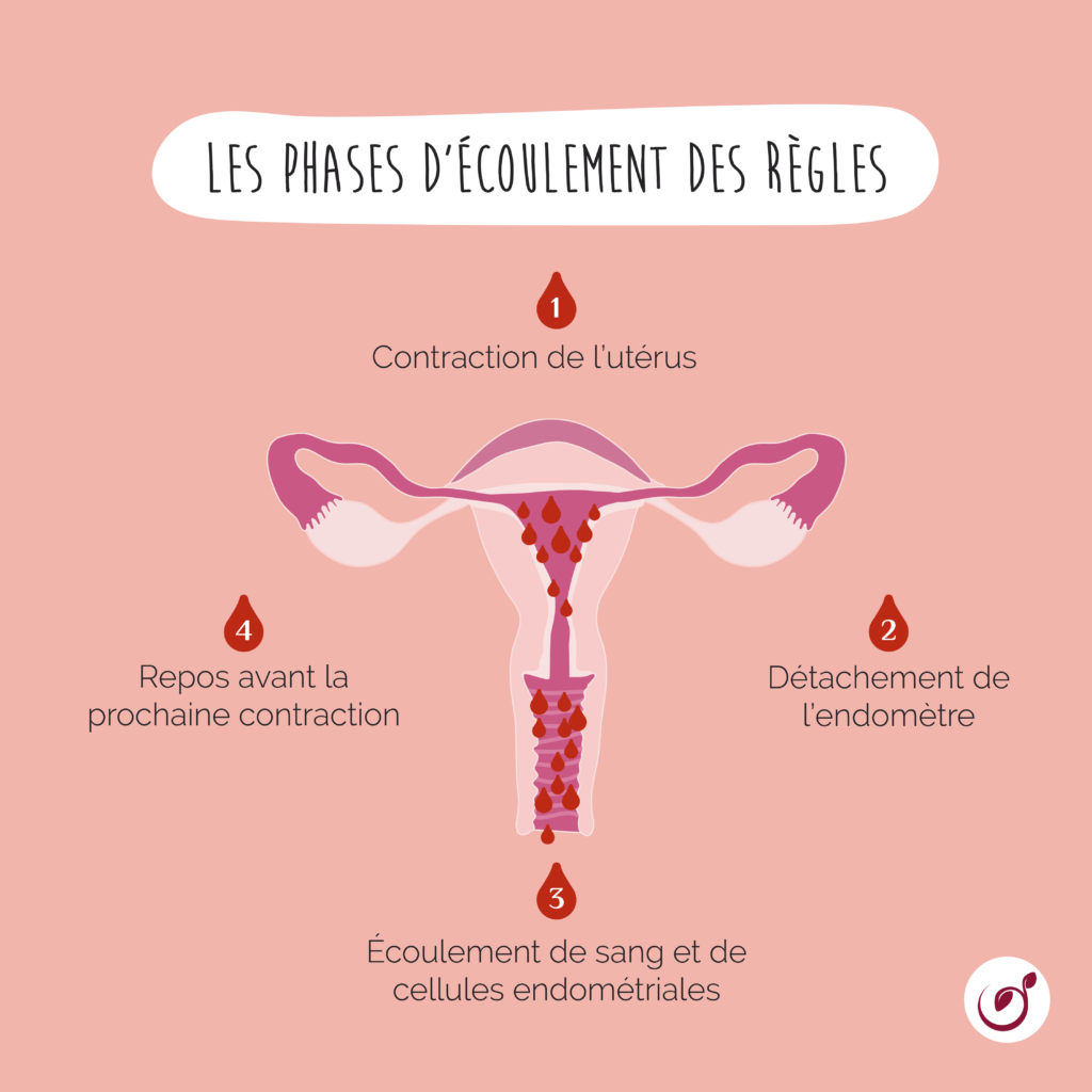 Phases d'écoulement des règles dans l'utérus